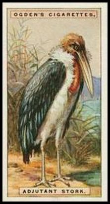 40 Adjutant Stork